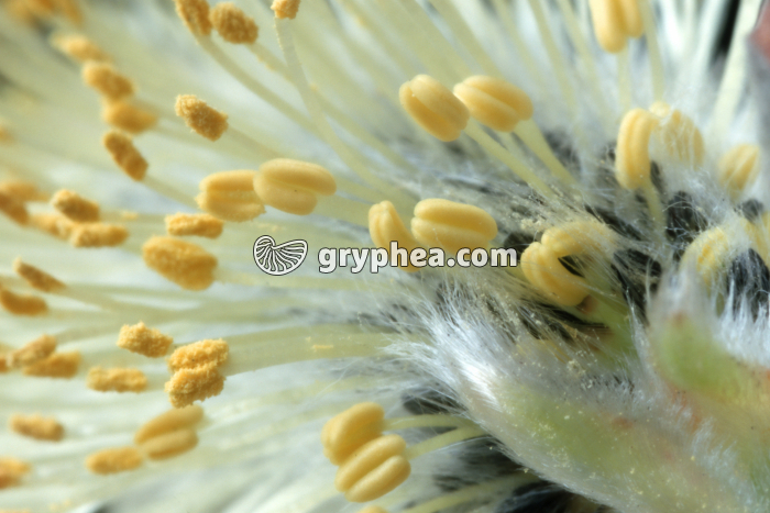 Saule (Salix caprea) - fleurs mâles montrant les étamines (détail) - gryphea.com